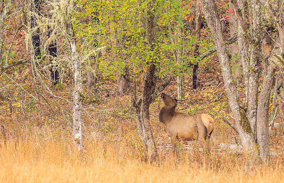 Elk_GSMNP_2016_2