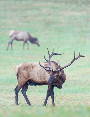 Elk_GSMNP_2016_6