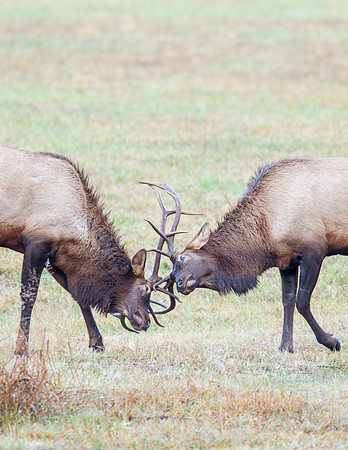 Elk_GSMNP_2016_7