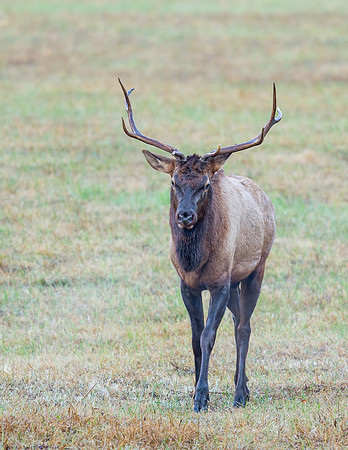 Elk_GSMNP_2016_8