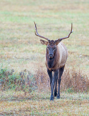 Elk_GSMNP_2016_9