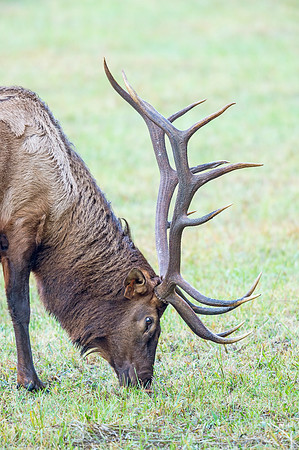Elk_GSMNP_2016_10