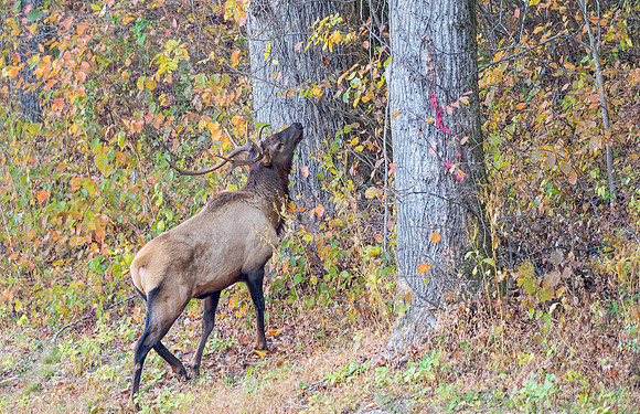 Elk_GSMNP_2016_11