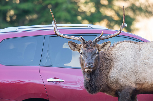 Elk_GSMNP_2016_13