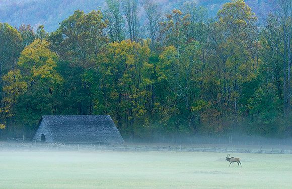 Elk_GSMNP_2016_14