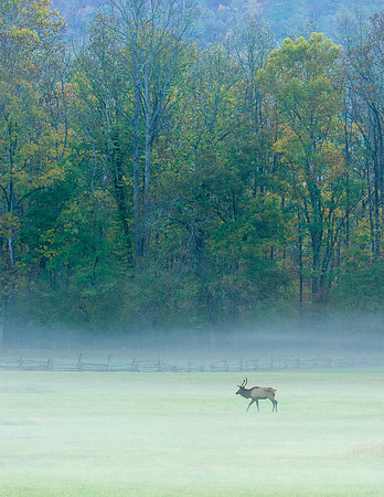 Elk_GSMNP_2016_15