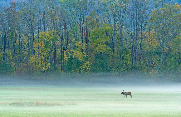 Elk_GSMNP_2016_17
