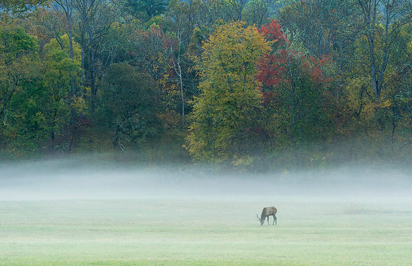 Elk_GSMNP_2016_18