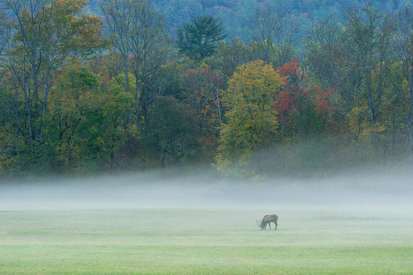 Elk_GSMNP_2016_19