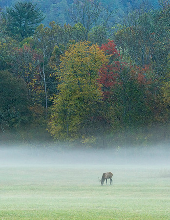 Elk_GSMNP_2016_20