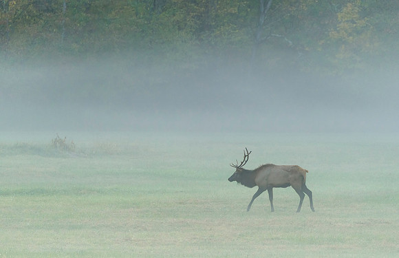Elk_GSMNP_2016_21