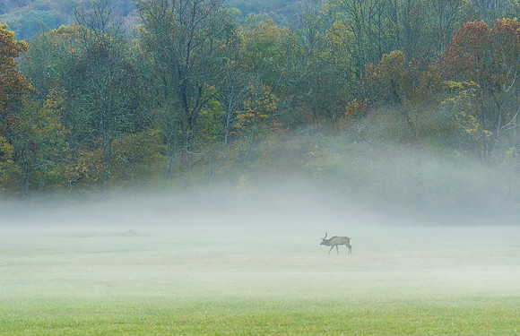 Elk_GSMNP_2016_22