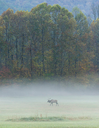Elk_GSMNP_2016_23
