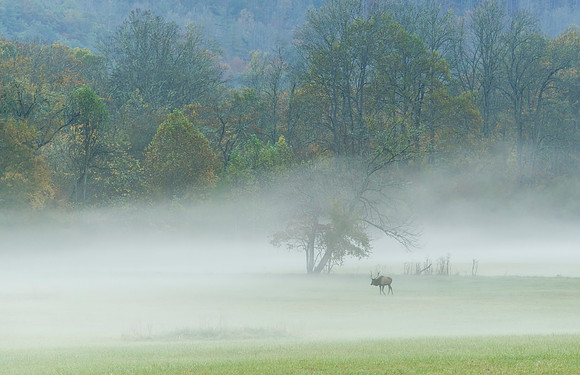 Elk_GSMNP_2016_24