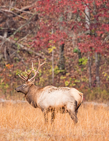 Elk_GSMNP_2016_25