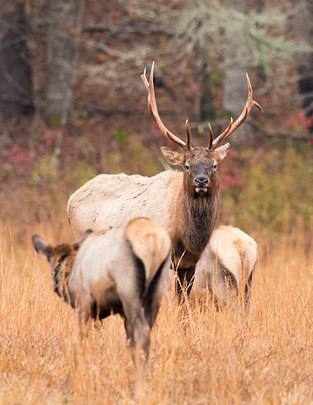 Elk_GSMNP_2016_27