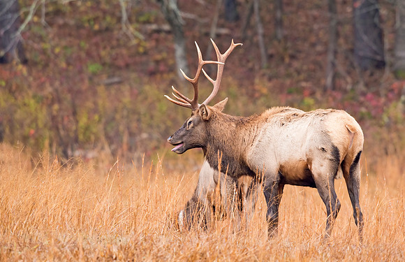 Elk_GSMNP_2016_28