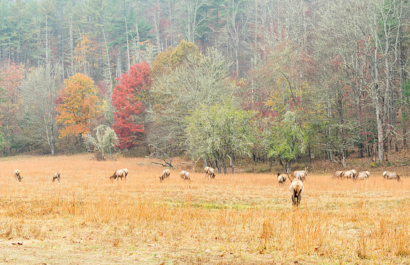 Elk_GSMNP_2016_30