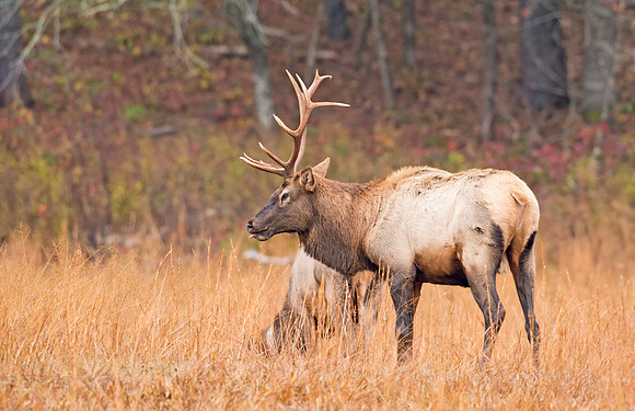 Elk_GSMNP_2016_29