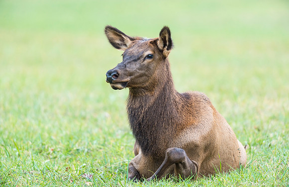 Elk_GSMNP_2016_31