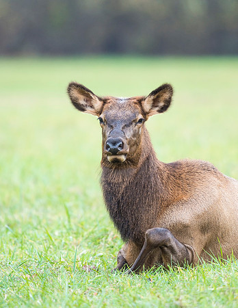Elk_GSMNP_2016_33