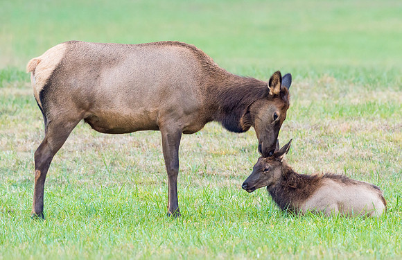 Elk_GSMNP_2016_34