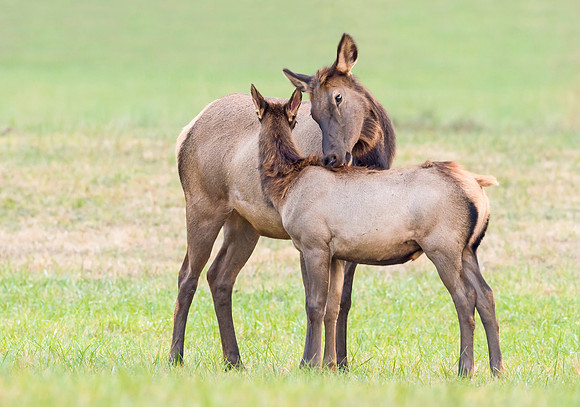 Elk_GSMNP_2016_35