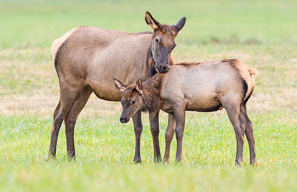 Elk_GSMNP_2016_36