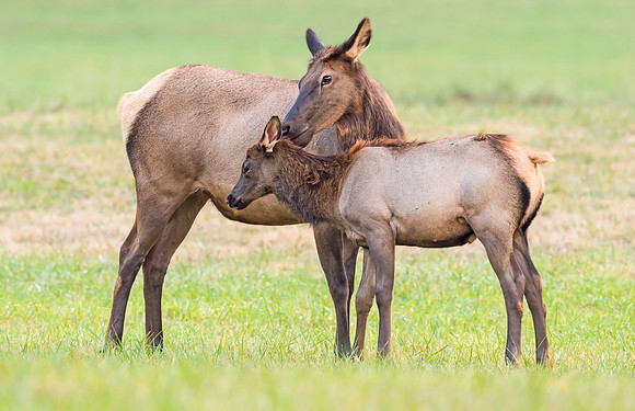 Elk_GSMNP_2016_37