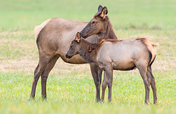 Elk_GSMNP_2016_38