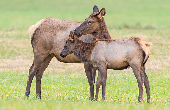 Elk_GSMNP_2016_39