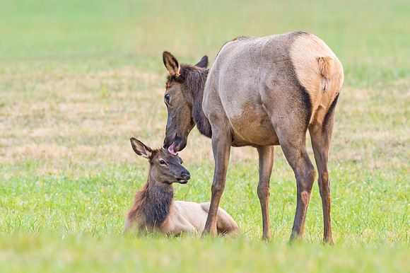 Elk_GSMNP_2016_41
