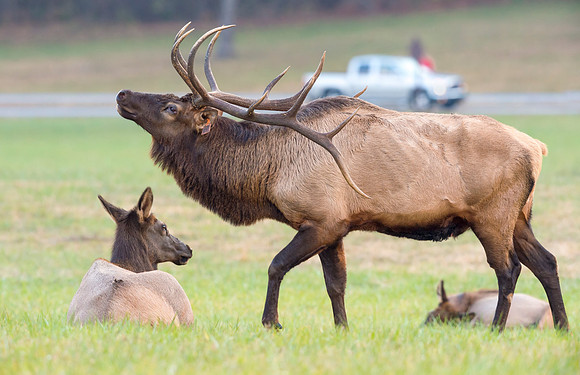 Elk_GSMNP_2016_42