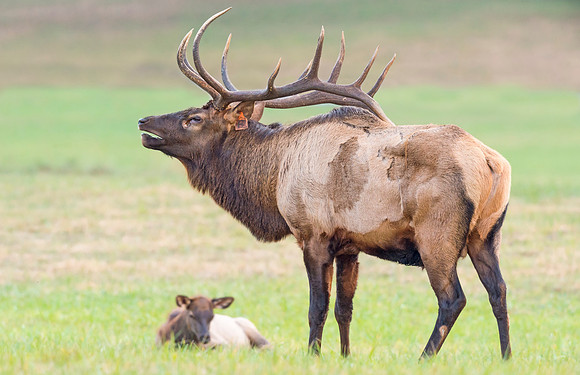 Elk_GSMNP_2016_43