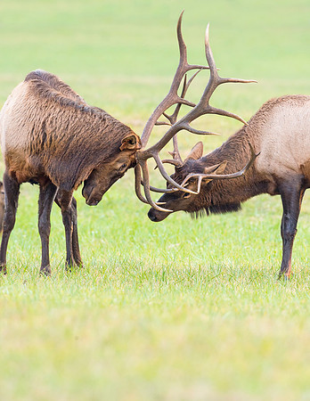 Elk_GSMNP_2016_44