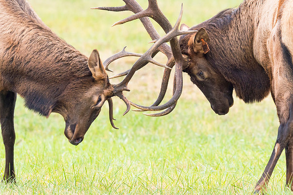 Elk_GSMNP_2016_46