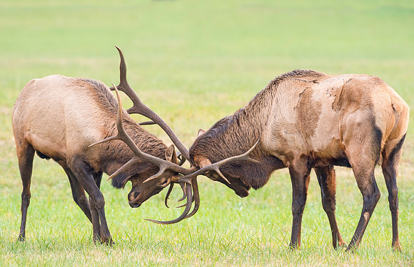 Elk_GSMNP_2016_47