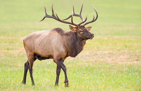 Elk_GSMNP_2016_48