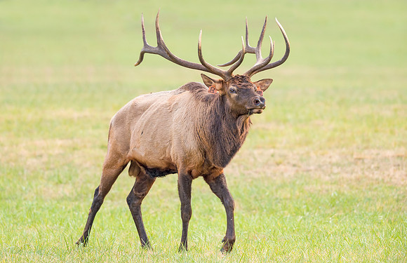 Elk_GSMNP_2016_49