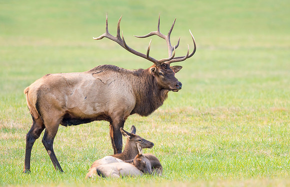 Elk_GSMNP_2016_50