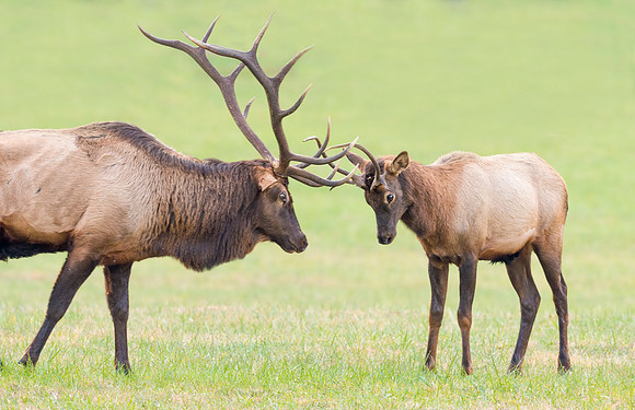 Elk_GSMNP_2016_51