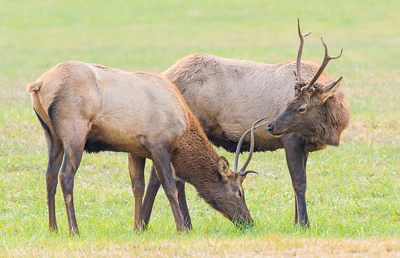 Elk_GSMNP_2016_52