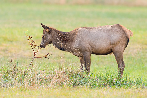 Elk_GSMNP_2016_53