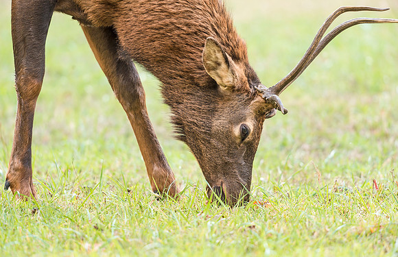Elk_GSMNP_2016_54