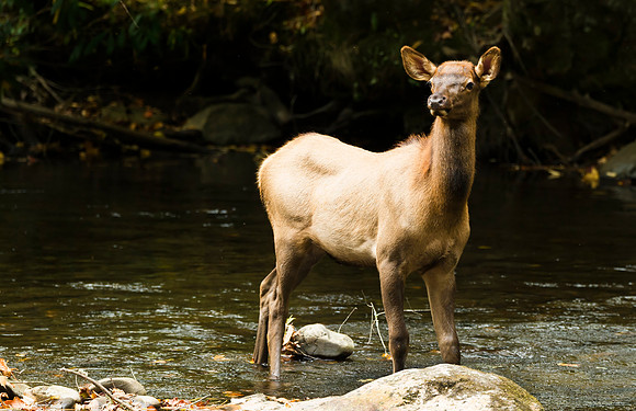 Elk_GSMNP_2016_55
