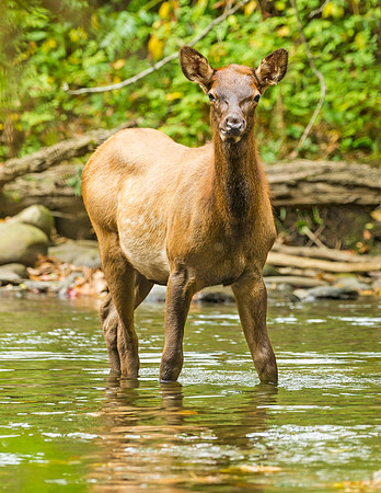 Elk_GSMNP_2016_56