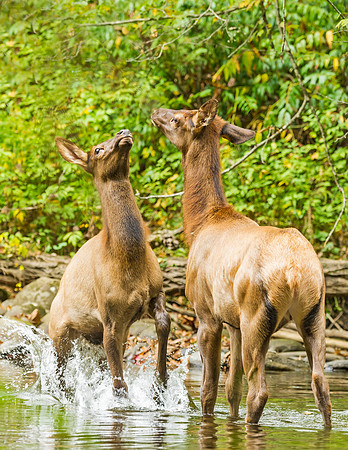 Elk_GSMNP_2016_57