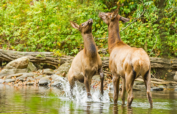 Elk_GSMNP_2016_58