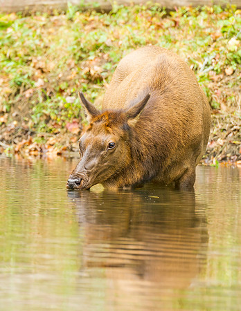 Elk_GSMNP_2016_59