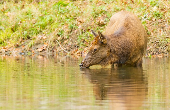 Elk_GSMNP_2016_60